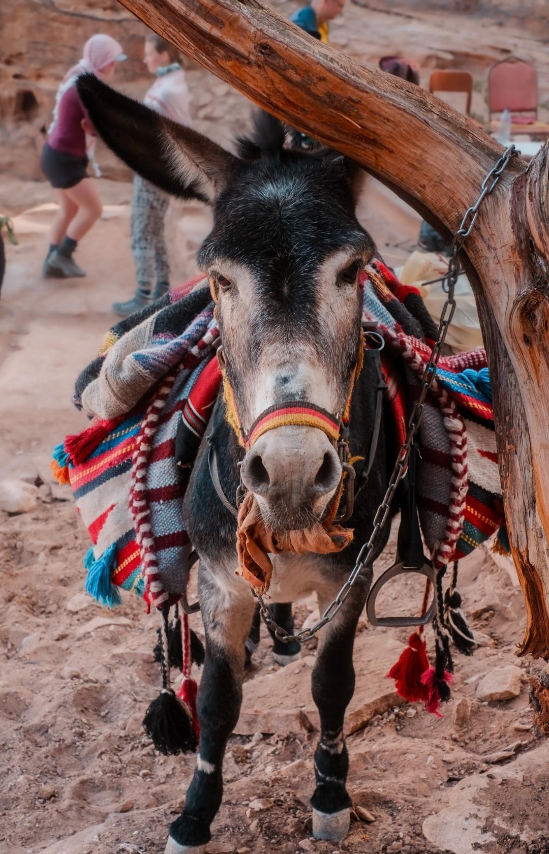 Jordan Trail wandern Jordanien